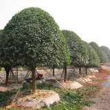 四季桂桂花苗 别墅小区绿化苗木 行道道路庭荫树 景区观赏苗