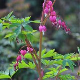 出售荷包牡丹 花壇花鏡綠化苗 庭園栽培觀賞工程苗