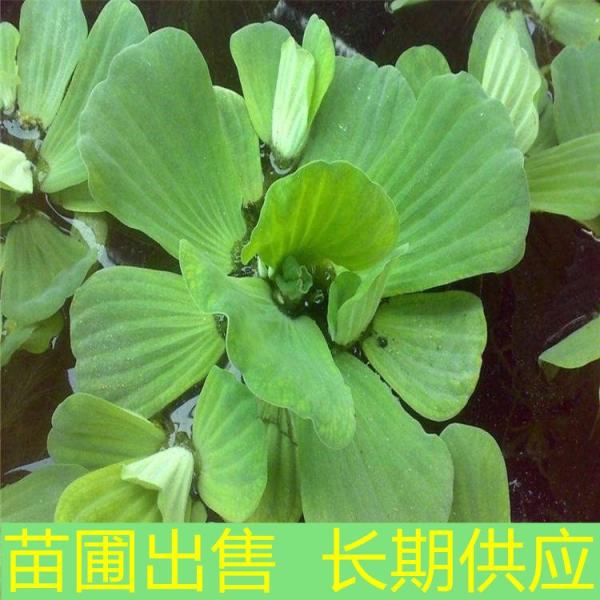 水白菜价格