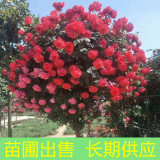 苗圃出售樹狀月季 庭院別墅栽培觀花植物 園林綠化造景苗