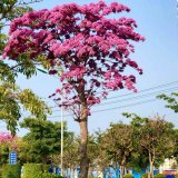 红花风铃木紫花 露地栽植 规格齐全 城市绿化工程苗木风景树