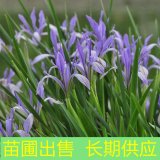 苗圃出售馬藺 花壇花鏡種植觀賞苗 園林景區(qū)綠化觀花植物