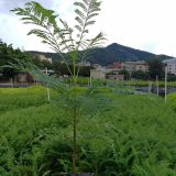 基地藍(lán)花楹 綠化園林苗木大量供應(yīng) 戶外景觀植物觀賞樹