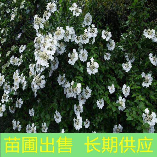 瓊花價(jià)格