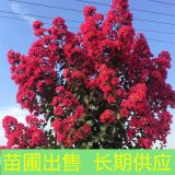 苗圃出售紅火球紫薇 園林景區(qū)觀賞風(fēng)景樹 道路小區(qū)綠化造景苗