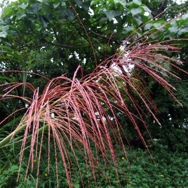 五节芒价格