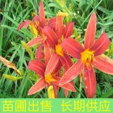 苗圃出售红海盗萱草 花坛花镜绿化工程苗园林绿化造景宿根花卉