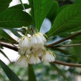 杜英苗木基地 行道樹道路兩旁成行栽植遮蔭 綠化 美化景觀樹