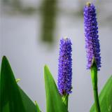 挺水植物梭魚(yú)草 蘭花雨久花 水體綠化海壽花苗 地被觀賞苗木