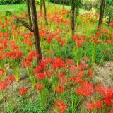 紅花石蒜 景區(qū)園林觀賞性苗木 巖石園假山裝飾配植