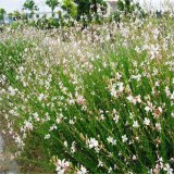 紫葉千鳥(niǎo)花 花壇花鏡綠化造景苗 庭院陽(yáng)臺(tái)盆景盆栽