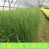 苗圃出售彎葉畫眉草 多年生草本庭園園林布置造景工程苗