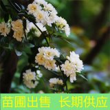 苗圃出售白木香 花壇花鏡栽植觀賞苗 園林綠化栽培造景工程苗