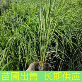 苗圃出售佛子茅 规格齐全多年生耐寒耐热观赏草