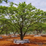 供應香泡 綠化苗木品種全 園林景區(qū)行道造景工程苗木