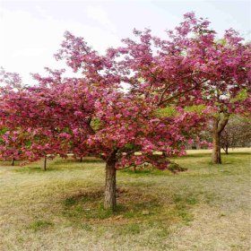 日本海棠 北美 树苗 景观用 观赏效果佳 花期长 行道树