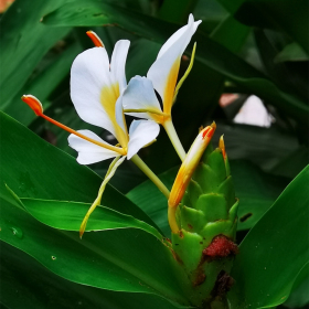 出售姜花 花坛花镜观赏苗 景观造型 淡水草本植物