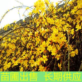 苗圃出售迎春 花坛花镜观赏苗园林绿化栽培造景工程苗