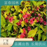 基地出售五彩喬木錦帶樹(shù)苗 別墅小區(qū)觀賞開(kāi)花植物 風(fēng)景綠化植物