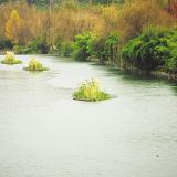 建设生态浮岛 景观设计 河道治理造景 水体绿化净化苗