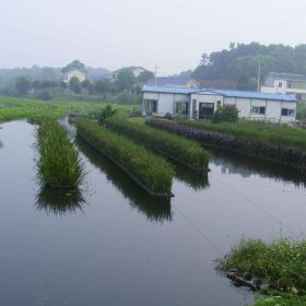 水生植物人工浮岛 绿化养护 湿地浮床 河道治理水体净化