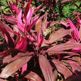 朱蕉小苗 花坛花镜色块种植苗 小区和园林盆景盆栽观赏苗