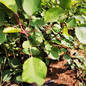 基地出售黄栌杯苗 风景区群植成林 街道绿化地种植