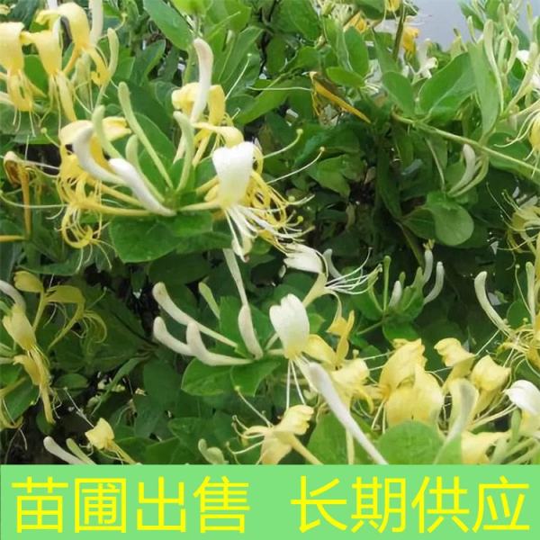 金银花价格