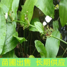 苗圃出售泽泻园林绿化观赏苗池塘湿地栽培观花植物