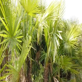 苗圃基地出售 棕榈树 四季常绿 园林绿化观赏苗 花镜花坛配植苗