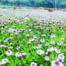 姬岩垂草绿化草 基地大量种植 地被栽植工程苗木 花镜花坛配植