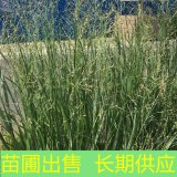 苗圃出售重金柳枝稷 规格齐全根系发达 公园道路栽培绿化植物