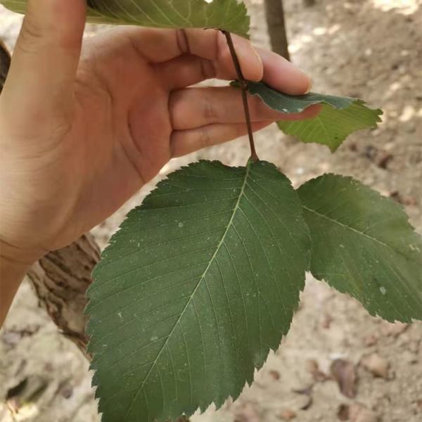 美國榆新和睦價格