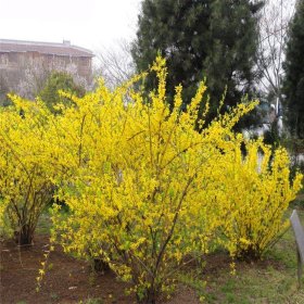 连翘 花坛花镜园林绿化造景配植 道路隔离带行道风景树