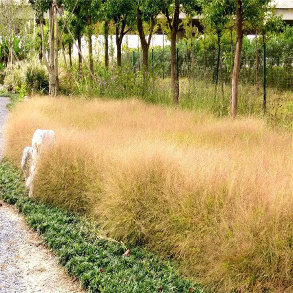 红知风画眉草价格