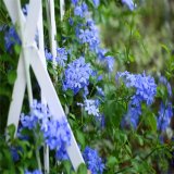 供應(yīng)各種規(guī)格 藍雪花花境植物 美麗新農(nóng)村綠化改造觀賞苗