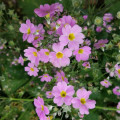 苗圃出售報(bào)春花彩色地被植物 新農(nóng)村綠化造景工程苗 園林觀賞性苗