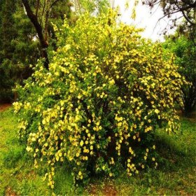 黄刺玫 花坛花镜绿化造景工程苗 庭院观赏配植花苗