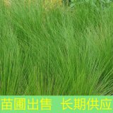 苗圃出售细叶针芒 湿地绿化河道种植 园林绿化护坡植物观赏草