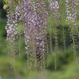 出售熊野 久伊豆紫藤 庭院别墅 攀援植物 墙体绿化 景区观赏花苗