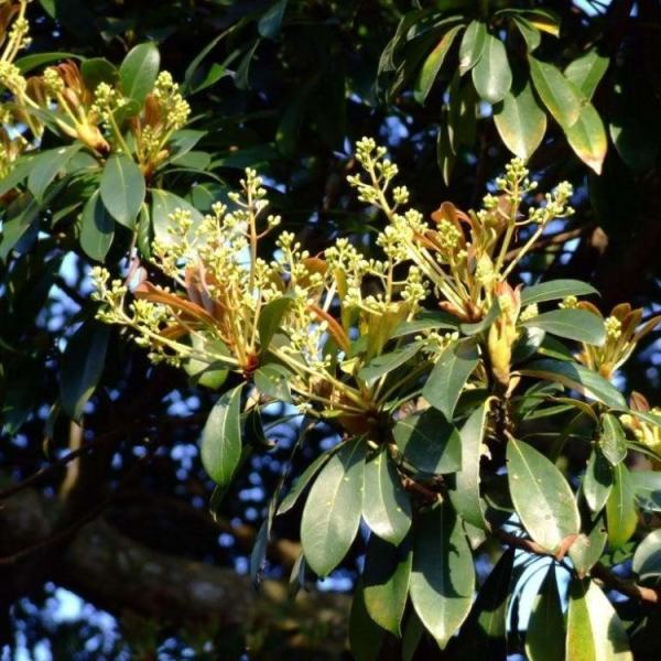 刨花楠