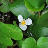 出售水鳖 浮叶植物水生花卉 水体修复 城区河道绿化苗