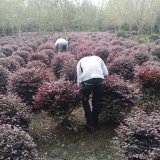 出售红花继木球 花坛花镜造景配植绿化 园林观赏植物