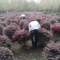 出售紅花繼木球 花壇花鏡造景配植綠化 園林觀賞植物