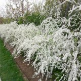 苗圃出售噴雪花 花壇花鏡觀賞造景苗 庭院景區(qū)綠化工程苗