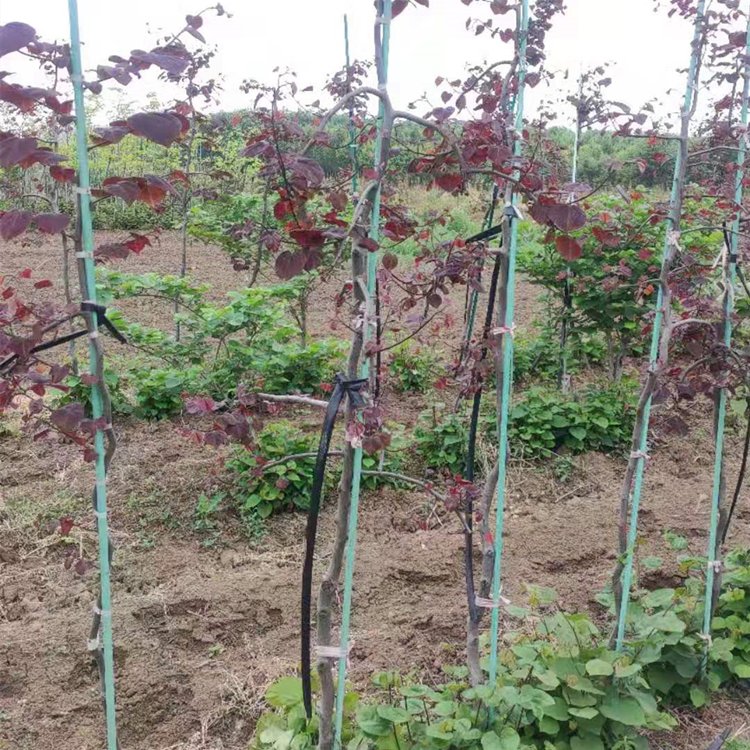 出售垂枝加拿大紫荆 红宝石瀑布园林景区绿化工程风景树 - kerry 发布