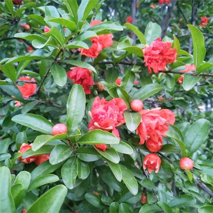 苗圃出售特选花石榴 庭院别墅观赏苗 园林果园观果造景植物苗 - kerry 发布