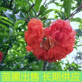 苗圃出售特選花石榴 庭院別墅觀賞苗 園林果園觀果造景植物苗