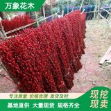 银柳10万株干花枝条50万支 庭院绿化造景工程苗配植苗