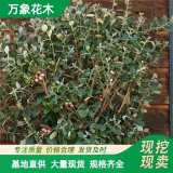 直供萬象花木 菲油果棒棒糖型 根系發(fā)達 抗性強 盆栽觀賞